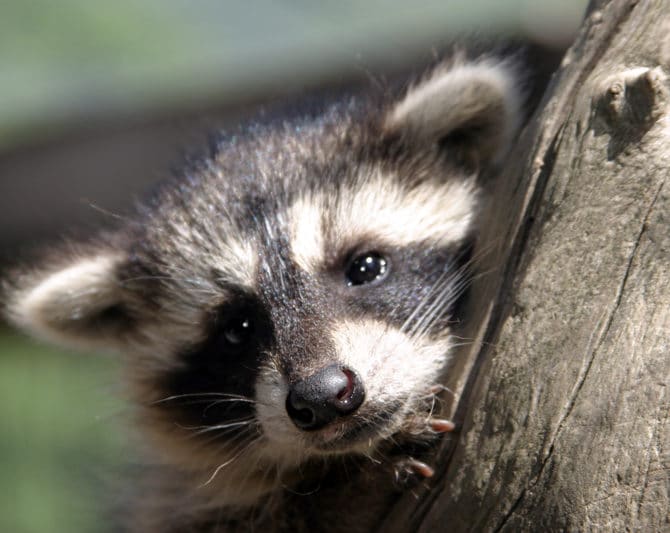 Wildpark Feld am See