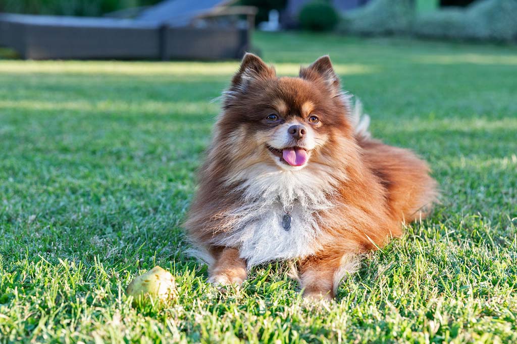 Mounty, der Hotelhund