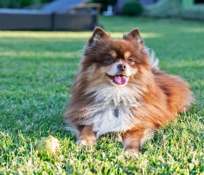 Mounty, der Hotelhund
