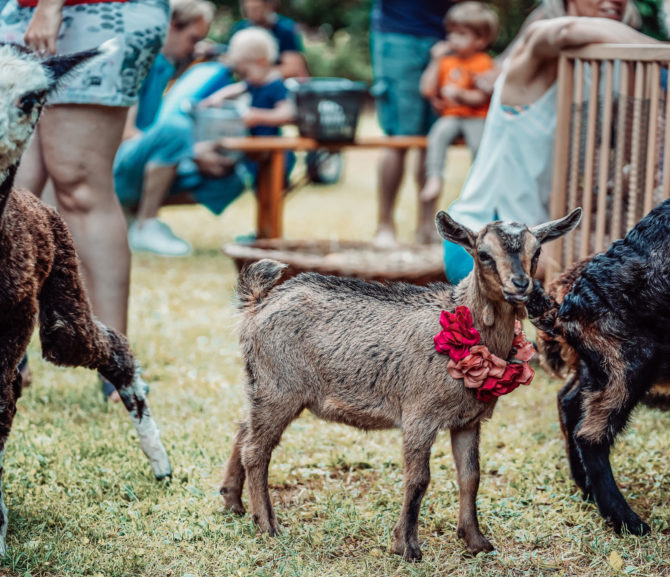 Streichelzoo im Kinderhotel